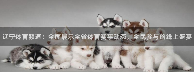 球球看绿茵：辽宁体育频道：全面展示全省体育赛事动态，全民参与的线上盛宴